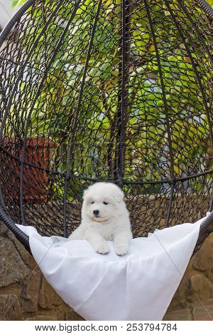 Cute Samoyed Puppy Lies In An Armchair In The Yard