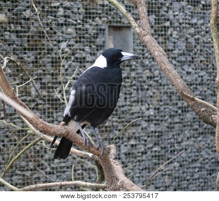 Australian Magpie (scientific Name: Gymnorhina Tibicen) On A Tree Branch
