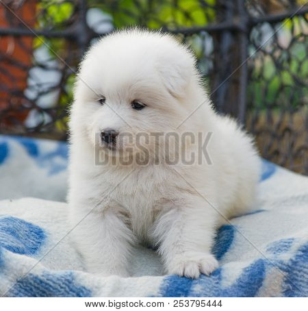 Cute Samoyed Puppy Lies In An Armchair In The Yard