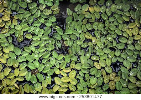 Small Green Plants Saluinia Auriculata Float On The Water.