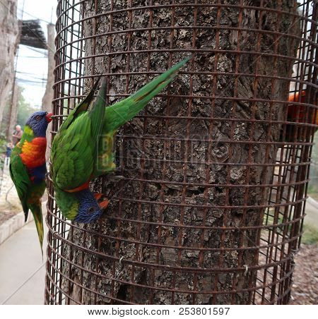 Photography Of A Rainbow Lorikeet (scientific Name: Trichoglossus Moluccanus)