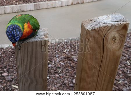 Photography Of A Rainbow Lorikeet (scientific Name: Trichoglossus Moluccanus)
