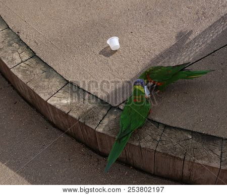Photography Of A Rainbow Lorikeet (scientific Name: Trichoglossus Moluccanus)