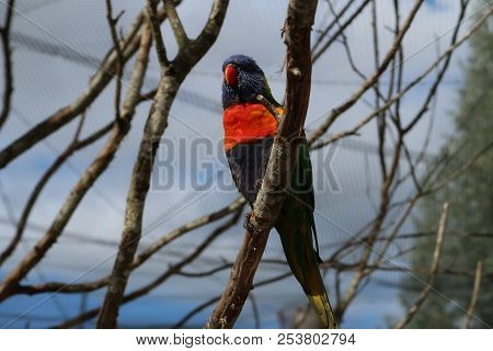 Photography Of A Rainbow Lorikeet (scientific Name: Trichoglossus Moluccanus)