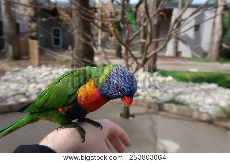 Photography Of A Rainbow Lorikeet (scientific Name: Trichoglossus Moluccanus)