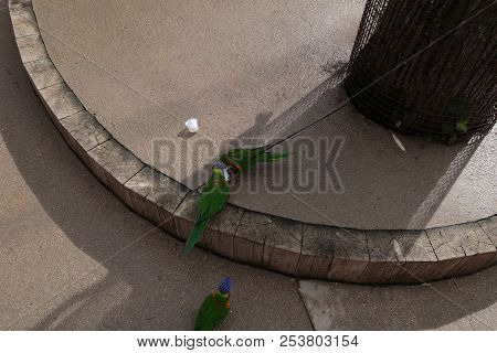Photography Of A Rainbow Lorikeet (scientific Name: Trichoglossus Moluccanus)