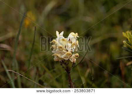 Flower Of The Parasitic Plant Pedicularis Tuberosa