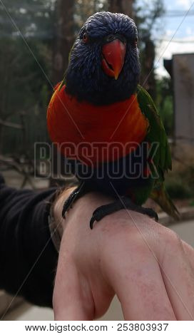 Photography Of A Rainbow Lorikeet (scientific Name: Trichoglossus Moluccanus)