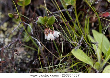 Flowers Of An Alpine Bog Bilberry (vaccinium Gaultherioides)