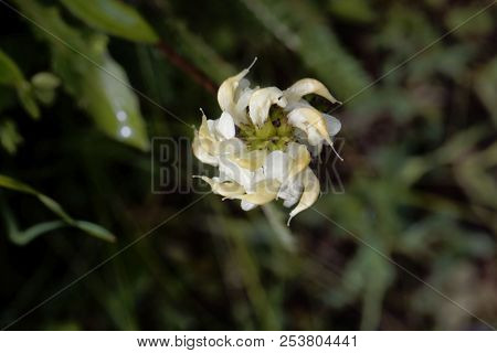 Flower Of The Parasitic Plant Pedicularis Tuberosa