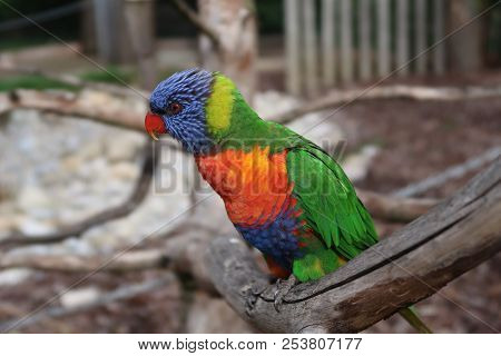 Photography Of A Rainbow Lorikeet (scientific Name: Trichoglossus Moluccanus)