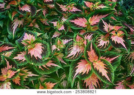 Red And Green Leaves Of The Coleus Plant, Plectranthus Scutellarioides