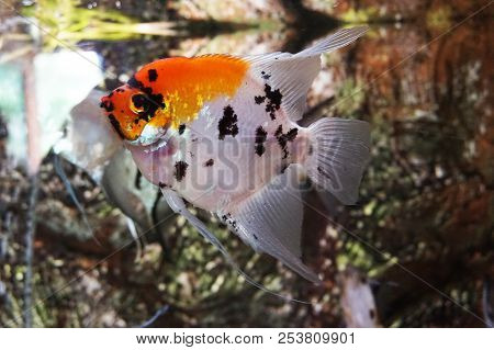 Big White Angelfish In The My Aquarium