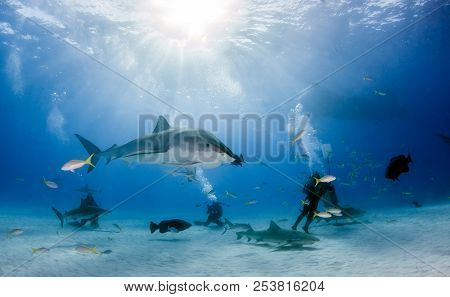 Tiger Shark At Tigerbeach, Bahamas