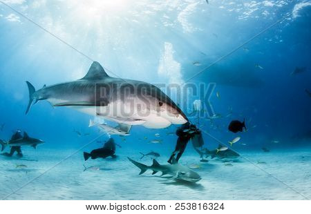 Tiger Shark At Tigerbeach, Bahamas