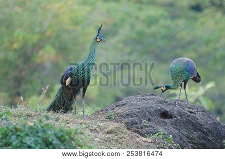 Green Peafowl, Peacock In Nature