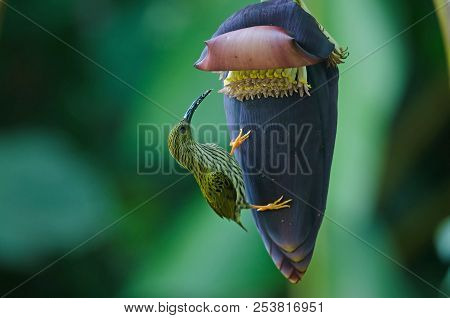 Treaked Spiderhunter (arachnothera Magna)