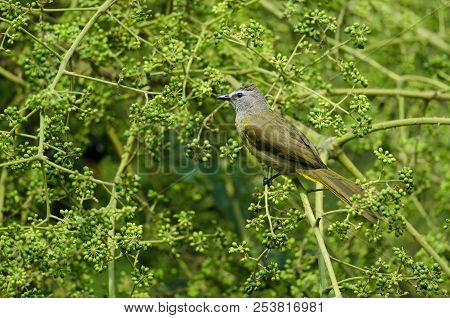 Flavescent Bulbul Perching On Branch Of Fruiting Tree