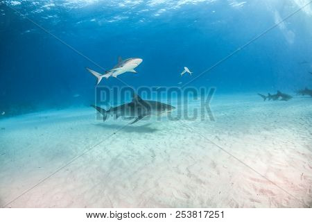 Tiger Shark At Tigerbeach, Bahamas