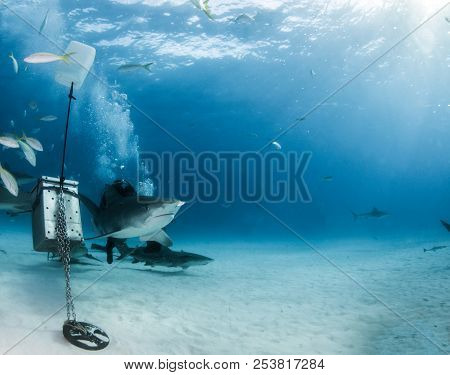 Tiger Shark At Tigerbeach, Bahamas