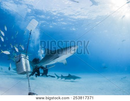 Tiger Shark At Tigerbeach, Bahamas