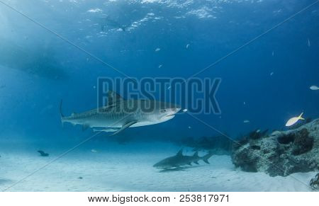 Tiger Shark At Tigerbeach, Bahamas