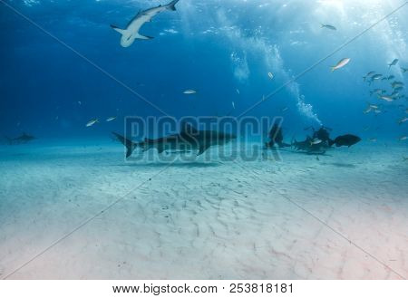 Tiger Shark At Tigerbeach, Bahamas