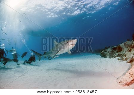 Tiger Shark At Tigerbeach, Bahamas