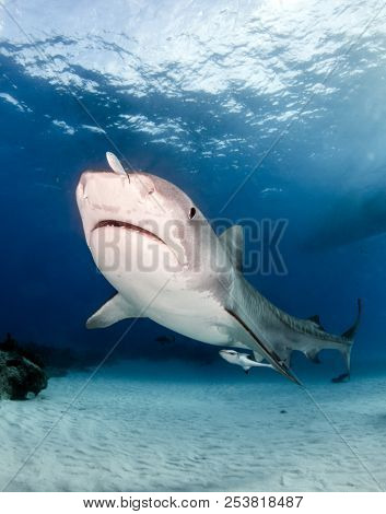 Tiger Shark At Tigerbeach, Bahamas