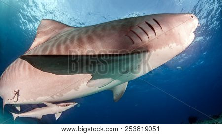Tiger Shark At Tigerbeach, Bahamas