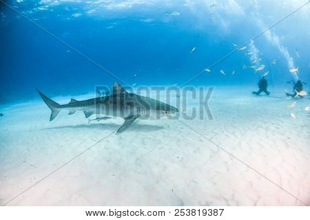 Tiger Shark At Tigerbeach, Bahamas