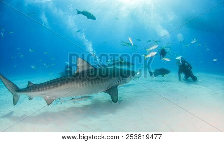 Tiger Shark At Tigerbeach, Bahamas