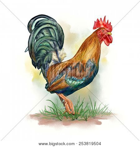 Rooster watercolor (Gallus gallus domesticus). Digital illustration.