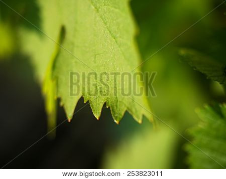 Bunch Of Green Unripe White Grapes In Leaves Growing. Selective Focus, Shallow Dof.
