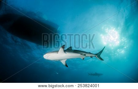 Caribbean Reef Shark At The Bahamas