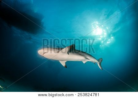 Caribbean Reef Shark At The Bahamas