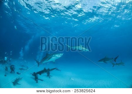 Tiger Shark At Tigerbeach, Bahamas