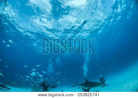 Bulls Shark At The Bahamas
