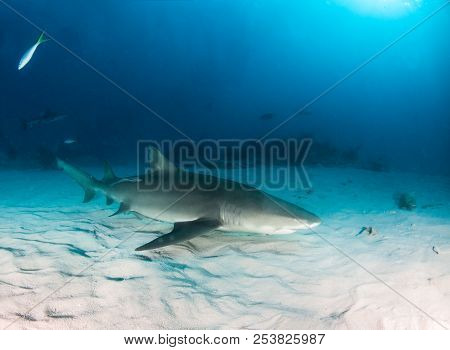 Lemon Shark At The Bahamas