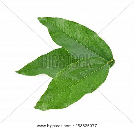 Top View Of Yanang Leaf Isolated On White Background