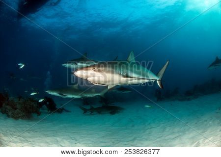 Caribbean Reef Shark At The Bahamas