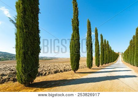 Country Road Flanked With Cypresses Ascending A Hill In Summer Near Siena, Tuscany
