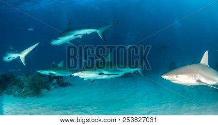 Caribbean Reef Shark At The Bahamas