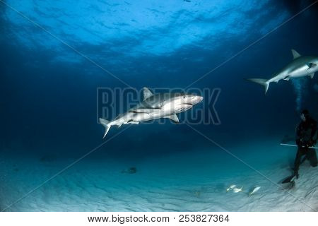 Caribbean Reef Shark At The Bahamas