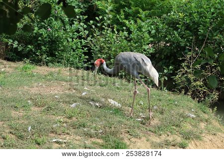 A Sarus Crane (scientific Name: Antigone Antigone)