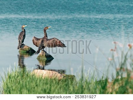 Two Big Black Birds Cormorants Sit, Spreading Wings, On Rocks On The Water On A Sunny Summer Day. Uk