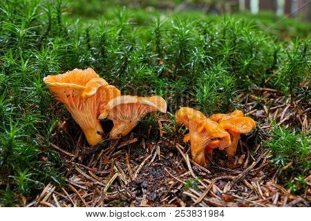 Cantharellus Cibarius In The Natural Environment.