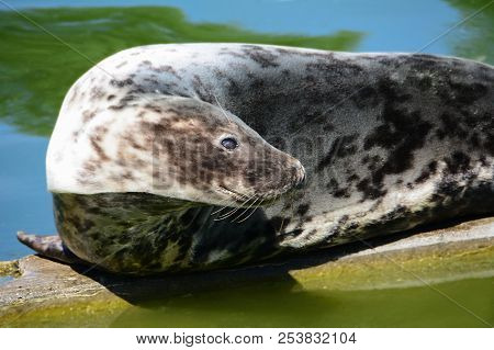The Grey Seal Curves And Looks Away. Halichoerus Grypus