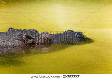 Sleeping Hippo In The Water. Head Close-up.