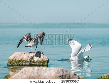 Two Big Birds Gary And White Seagulls. The Birds Spreading Wings. Gray Gull Drove White Seagull Out